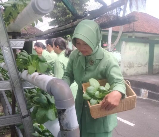 Panen Sayur Hidroponik, Persit Kodim Klungkung Dukung Ketahanan Pangan