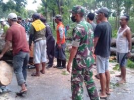 Pohon Tumbang Halangi Jalan Desa Bluluk – Modo