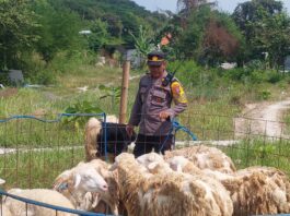 Kapolsek Gresik Kota Rela Berdagang Hewan Kurban demi Berdayakan Anak Muda yang Nganggur